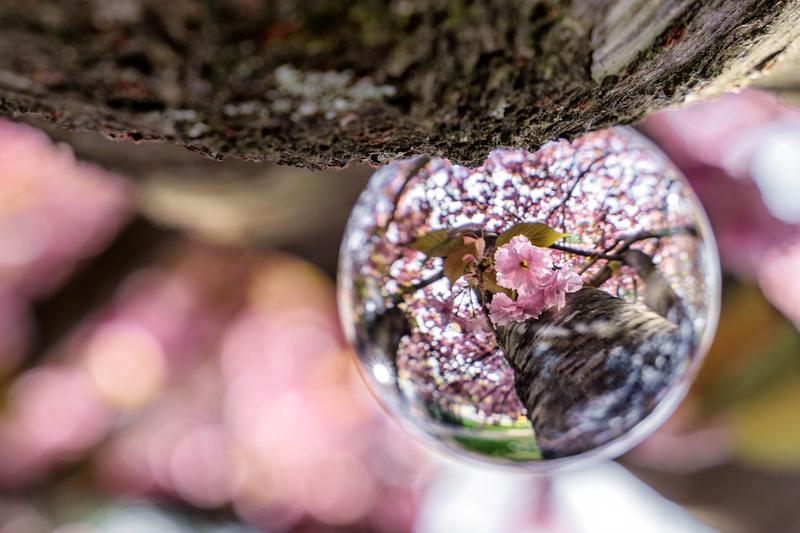 Capturing the Kwanzan Cherry