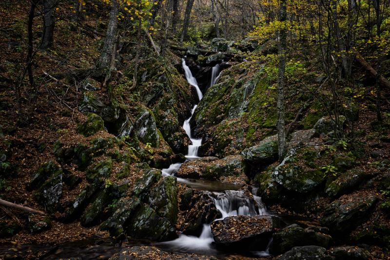 Water Falling in the Forest